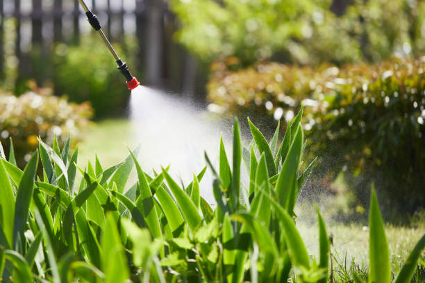 24/7 Emergency Termite Control experts in D'Iberville, MS