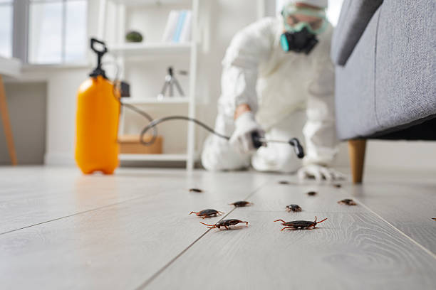 Affordable Termite Control solutions in D'Iberville, MS
